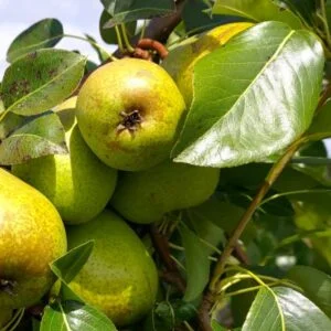 Image de poire Citron des Carmes