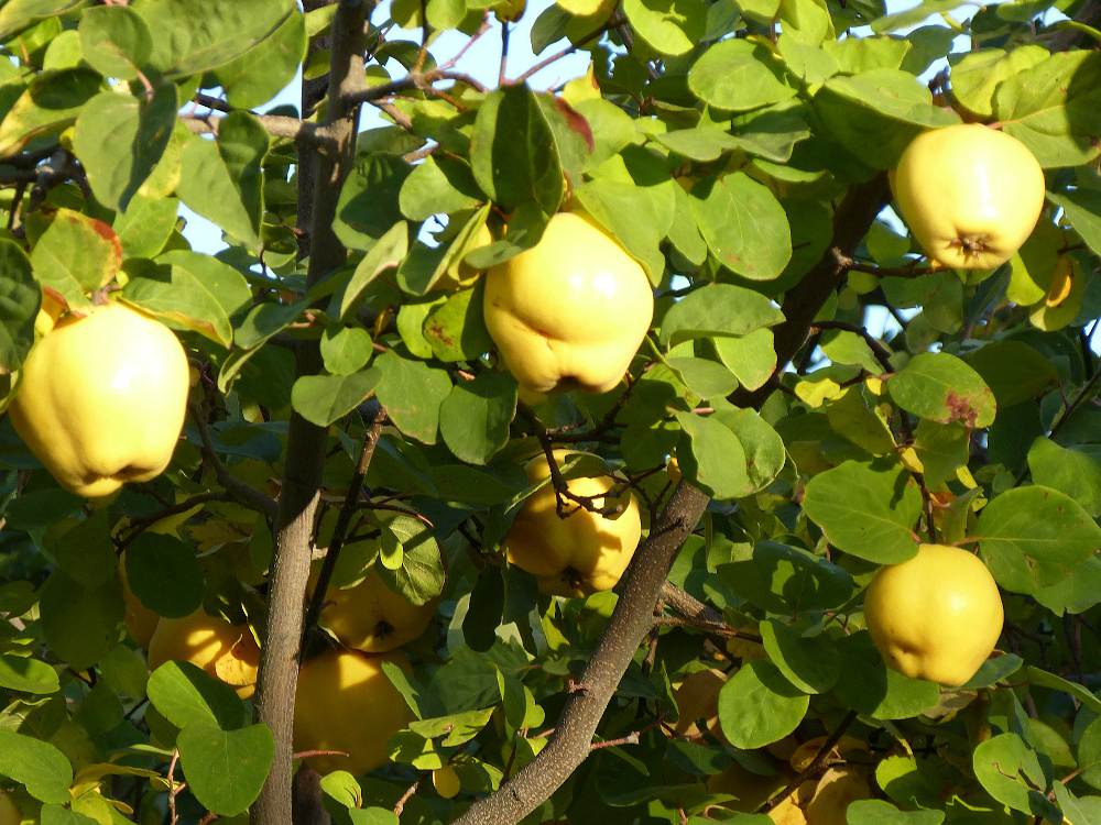 Image de Cognassier de Provence